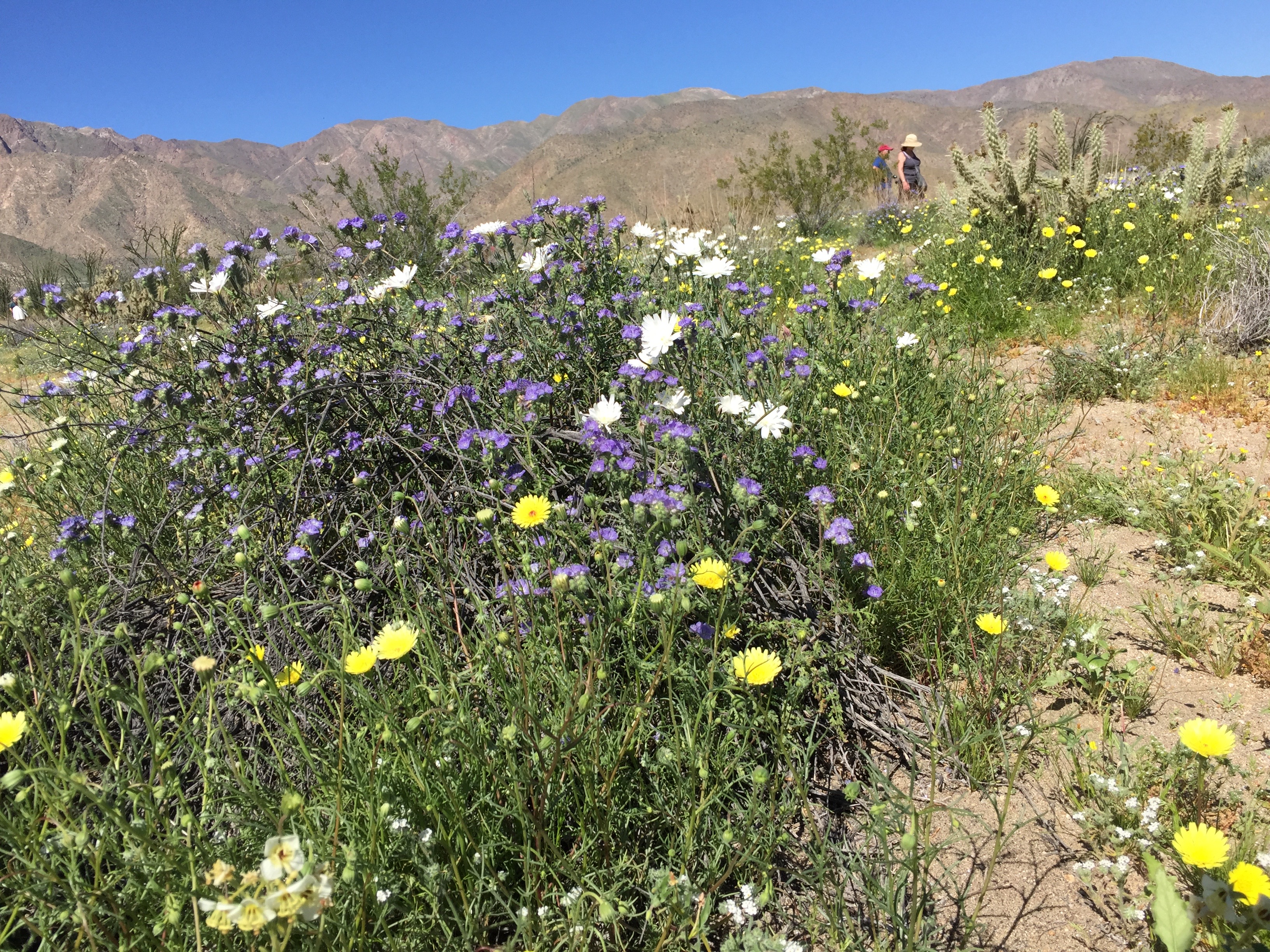 Cactus and multi-colored flowers with the desert super bloom. 