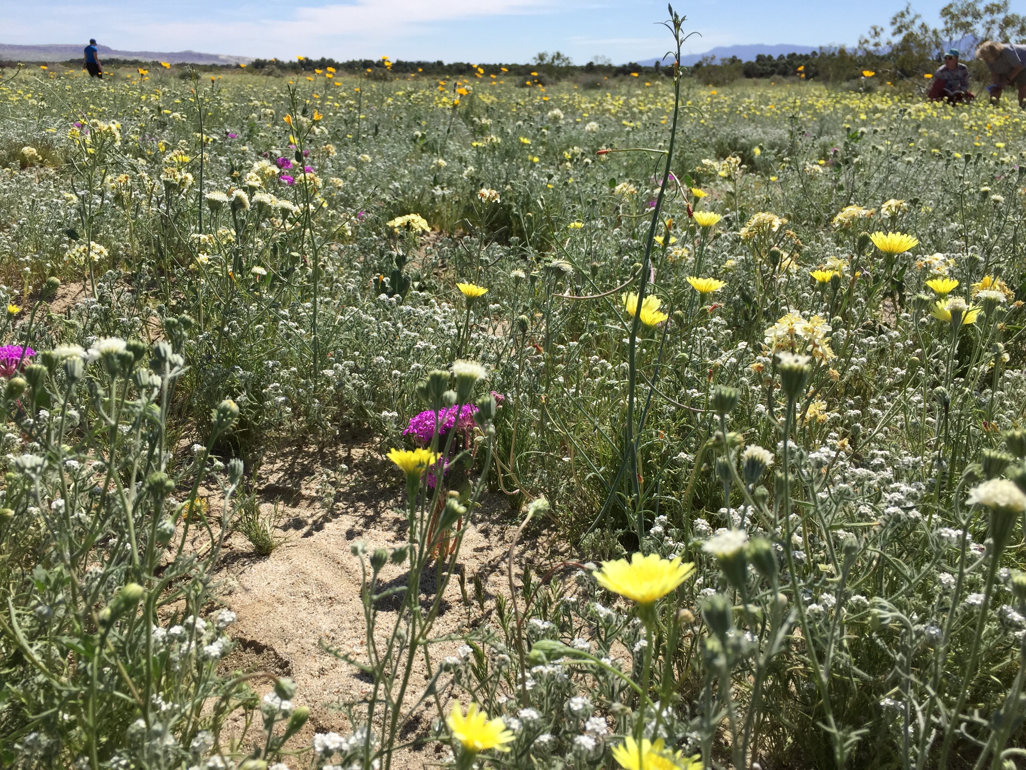White flowers on the desert floor with lucious scents with resilience expert Elizabeth Van Tassel.