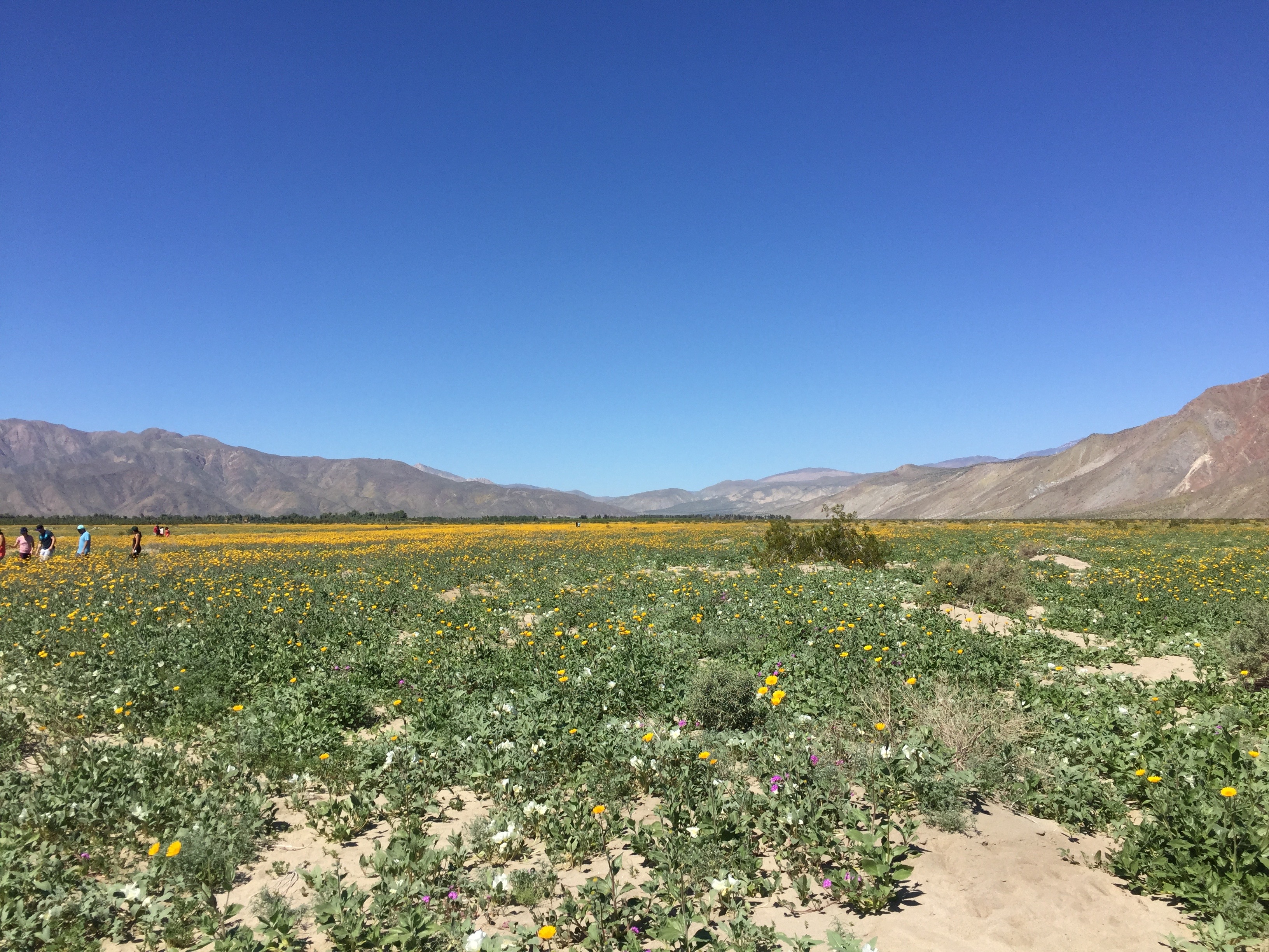 Orange flowers on the desert floor with resilience expert Elizabeth Van Tassel.
