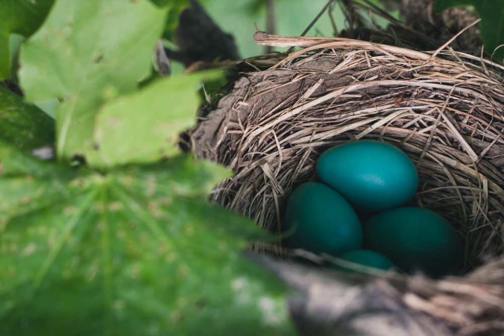 A bird's nest with blue eggs reminds us how God cares for us in the darkest times, by Lauren Brandenburg with Elizabeth Van Tassel, Resilience Expert.