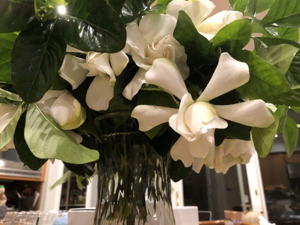 Gardenias filling our home. with author and resilience expert Elizabeth Van Tassel